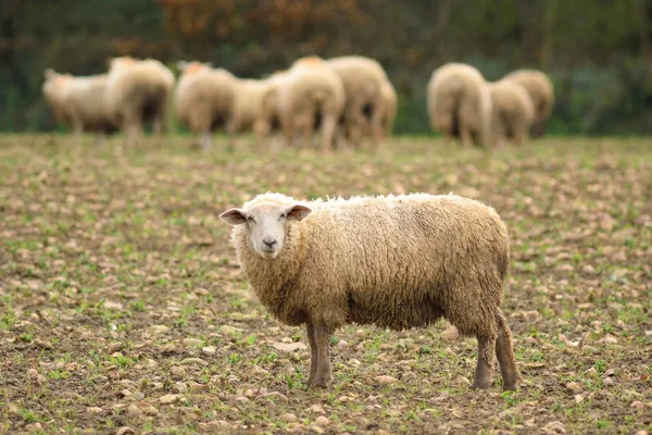 Troupeau de moutons — Photo