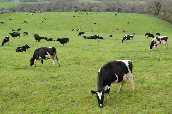 Rebaño de vacas —  Fotos de Stock