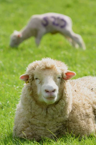 Pâturage de moutons sur une terre agricole — Photo