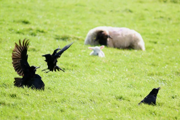 Ravens fight on a sheep farm — Stock Photo, Image