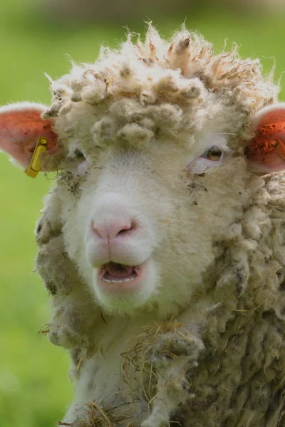 Sheep grazing on a farmland — Stock Photo, Image