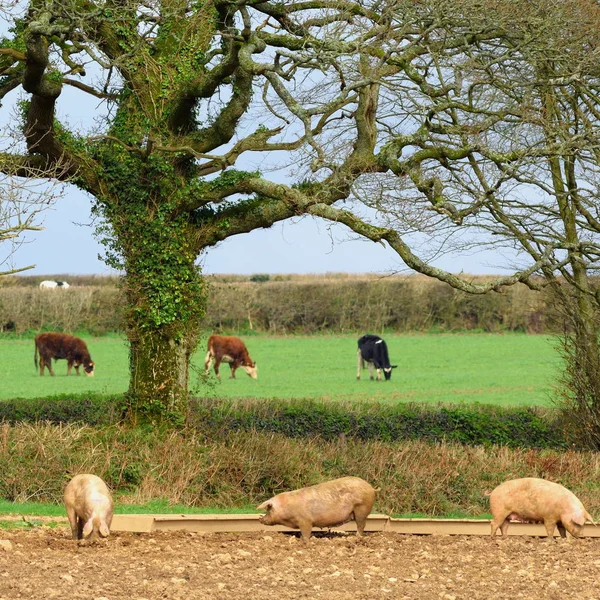 Quinta de suínos na zona rural de Devon — Fotografia de Stock