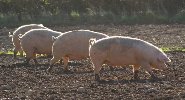 Granja porcina en Devon rural — Foto de Stock