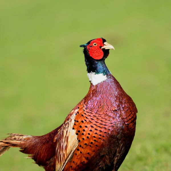 Wild pheasant on a grassland — Stock Photo, Image