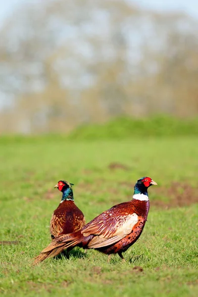 Wild pheasant on a grassland — Stock Photo, Image