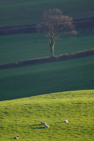 Paesaggio con pascolo di pecore su un terreno agricolo — Foto Stock