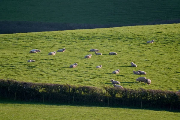 Paisagem com ovelhas pastando em uma terra agrícola — Fotografia de Stock