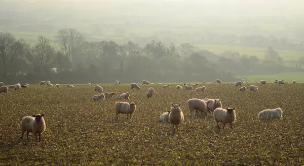 Efectivos de ovinos que pastam nas terras agrícolas — Fotografia de Stock