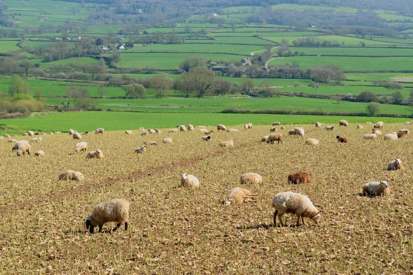 Стадо овец пасутся на пастбище — стоковое фото