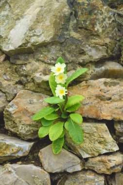 Çuha çiçeği bilinen primula vulgaris 