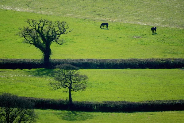 I cavalli pascolano su un terreno agricolo — Foto Stock