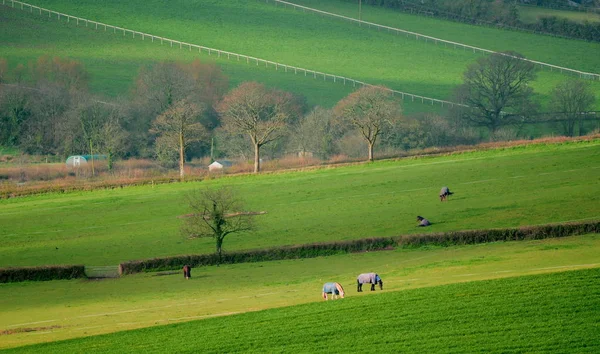 農地分野の農業景観 — ストック写真