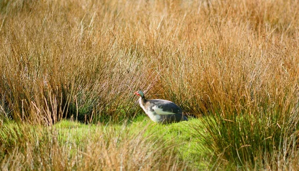 Δωρεάν σειρά χρυσοκόκκινους Guineafowl — Φωτογραφία Αρχείου