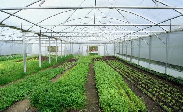 Young vegetable growing in glasshouse — Stock Photo, Image