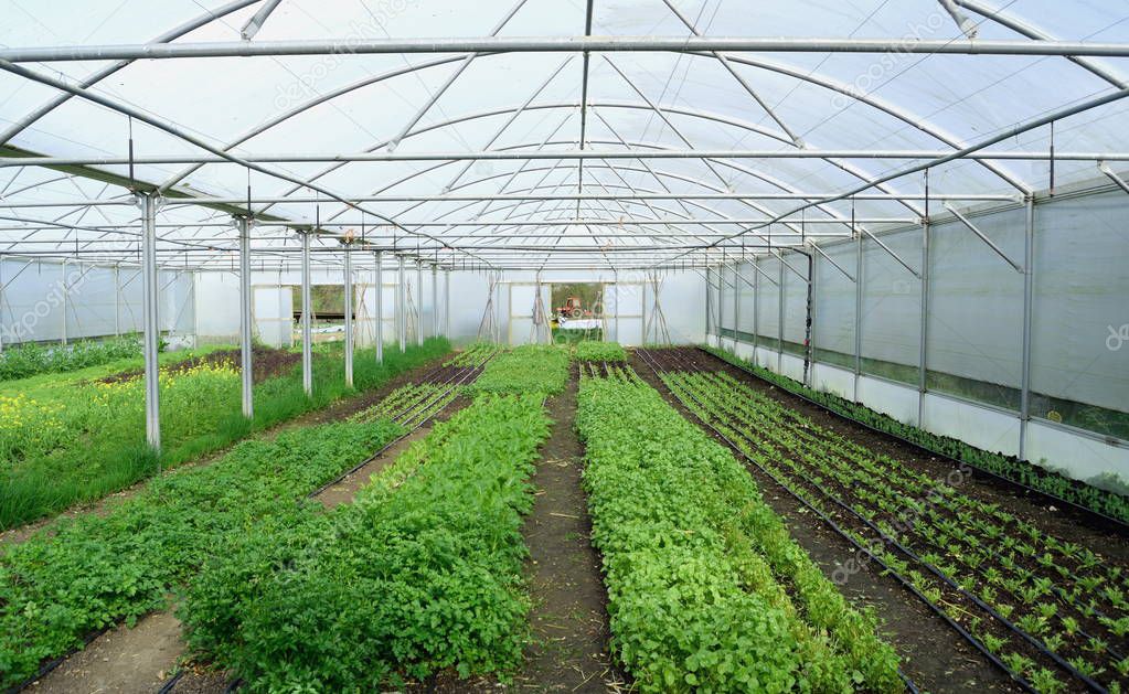 Young vegetable growing in glasshouse