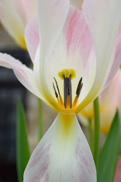 Spring flower tulip — Stock Photo, Image