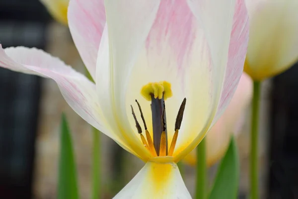 Spring flower tulip — Stock Photo, Image