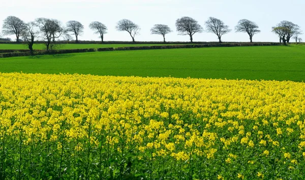 Campo di colza con fila di alberi — Foto Stock