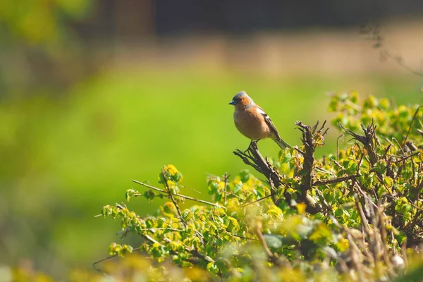 Common chaffinch in spring — Stock Photo, Image