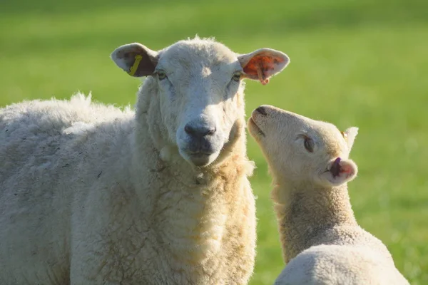 Pastoreo de ovejas y corderos en tierras de cultivo —  Fotos de Stock