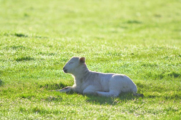 Jeune agneau sur une terre agricole — Photo