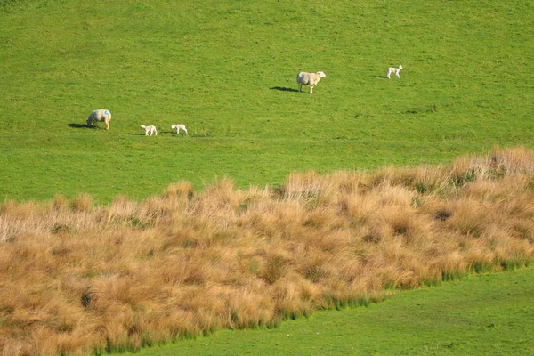 Jeune agneau broutant sur une terre agricole — Photo