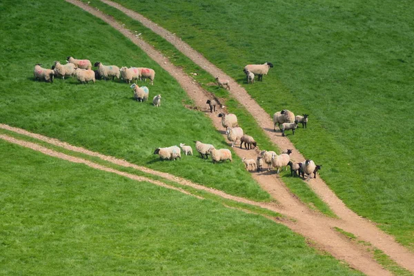 Rebaño de ovejas pastoreando en una tierra de cultivo —  Fotos de Stock