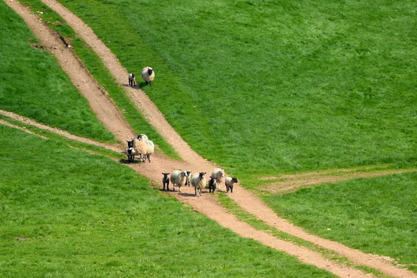 Troupeau d'éleveurs de moutons sur une terre agricole — Photo