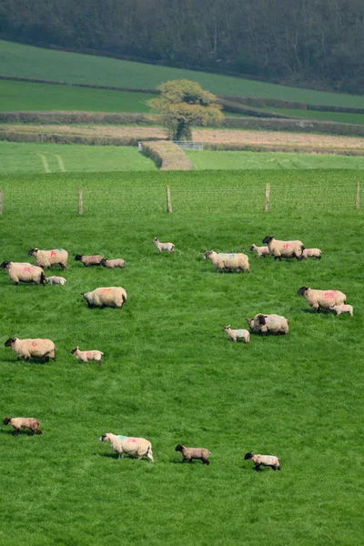 Rebanho de ovelhas pastorear em uma fazenda — Fotografia de Stock