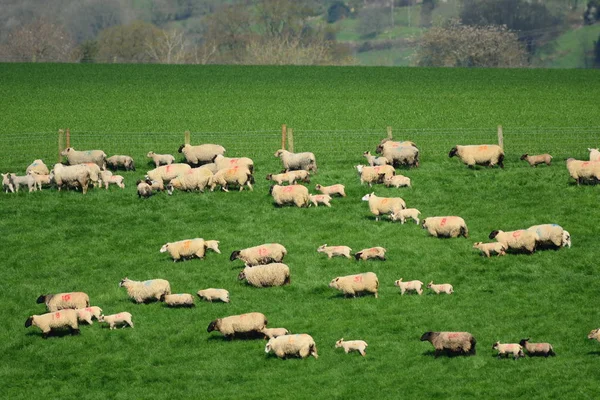 Rebanho de ovelhas pastorear em uma fazenda — Fotografia de Stock