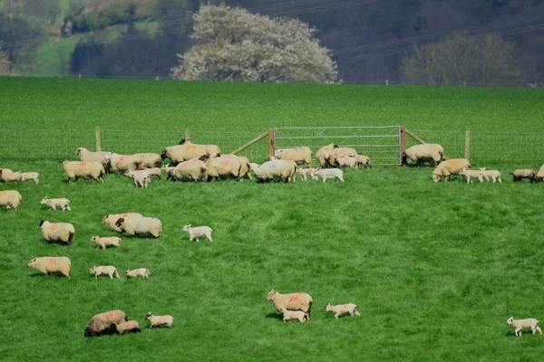 Rebanho de ovelhas pastorear em uma fazenda — Fotografia de Stock