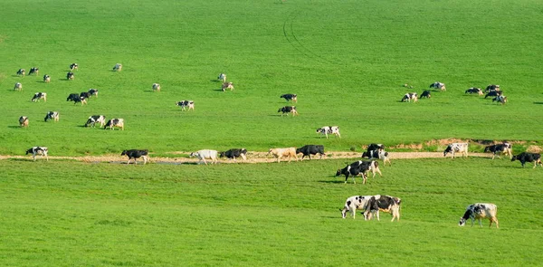 Rebanho de vacas leiteiras britânico — Fotografia de Stock