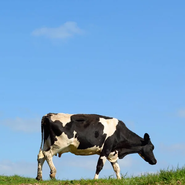 Βρετανική Friesian αγελάδα κατά της μπλε του ουρανού — Φωτογραφία Αρχείου