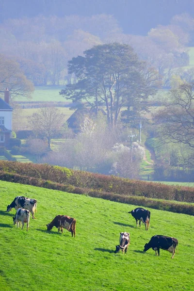 İngiliz be inek sürüsü — Stok fotoğraf