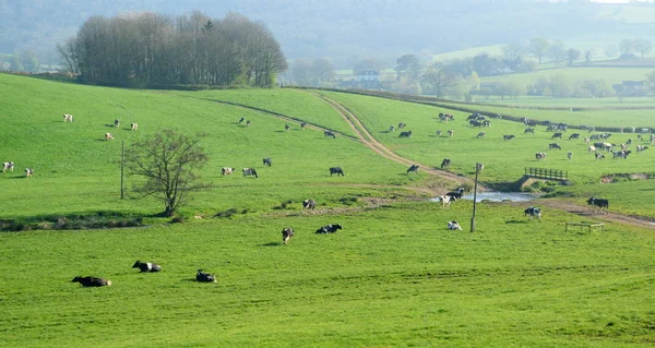 Herde britischer Friesenkühe — Stockfoto