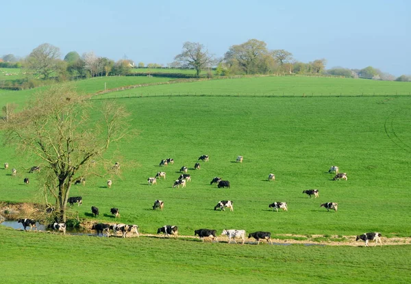 イギリスのフリージアン牛の群れ — ストック写真