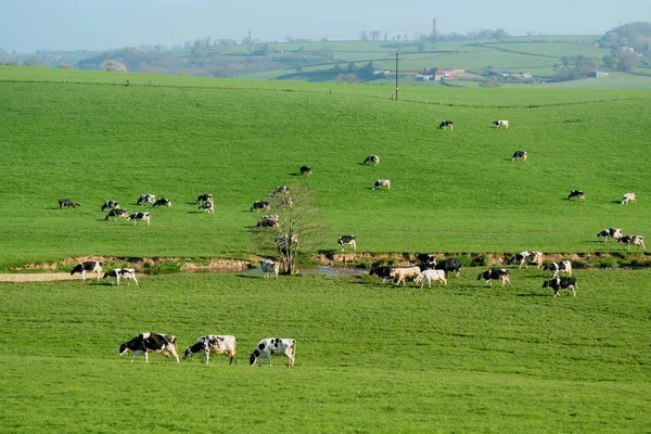 Herd of British Friesian cows — Stock Photo, Image