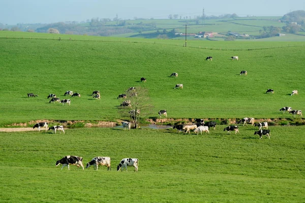 Κοπάδι των αγελάδων της βρετανικής Friesian — Φωτογραφία Αρχείου