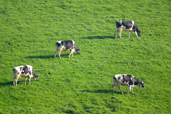 Mandria di vacche frisone britanniche — Foto Stock