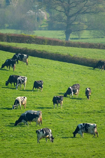 Stado krów, brytyjski fryzyjski — Zdjęcie stockowe