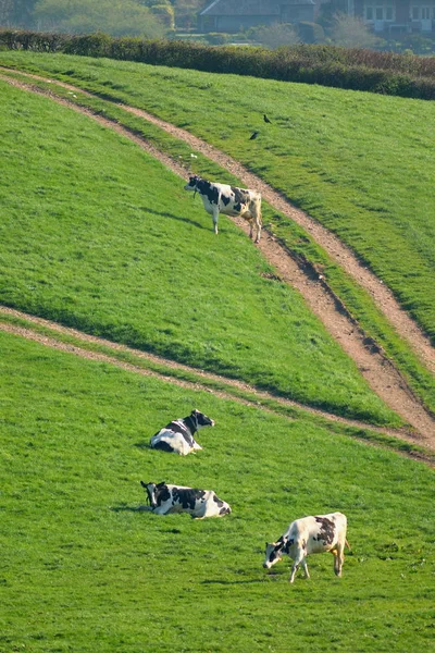 Troupeau de vaches frisonnes britanniques — Photo