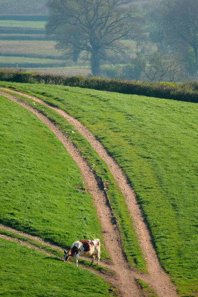 Rebanho de vacas leiteiras britânico — Fotografia de Stock