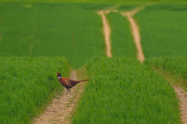 Faisan sauvage sur les terres agricoles — Photo