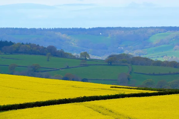 Champ de colza sur une terre agricole — Photo