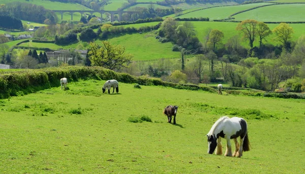 马在草地上的农田 — 图库照片