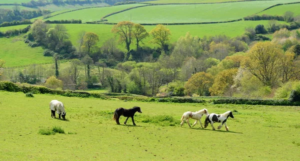 Cavalos pastando em uma terra de fazenda — Fotografia de Stock