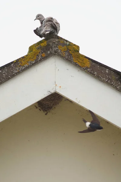 Pombo no topo do telhado — Fotografia de Stock