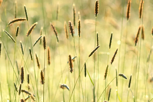 Detalle de hierba borrosa — Foto de Stock