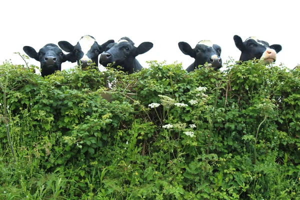 Grupo de vacas atrás da cerca verde — Fotografia de Stock