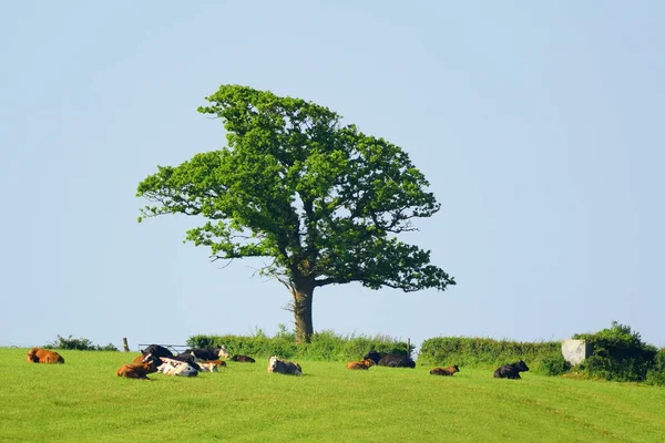 在地平线上与群奶牛棵孤独的树 — 图库照片